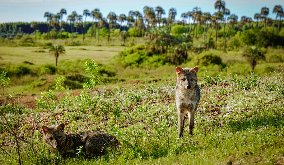 Fauna y flora del Parque Nacional El Palmar