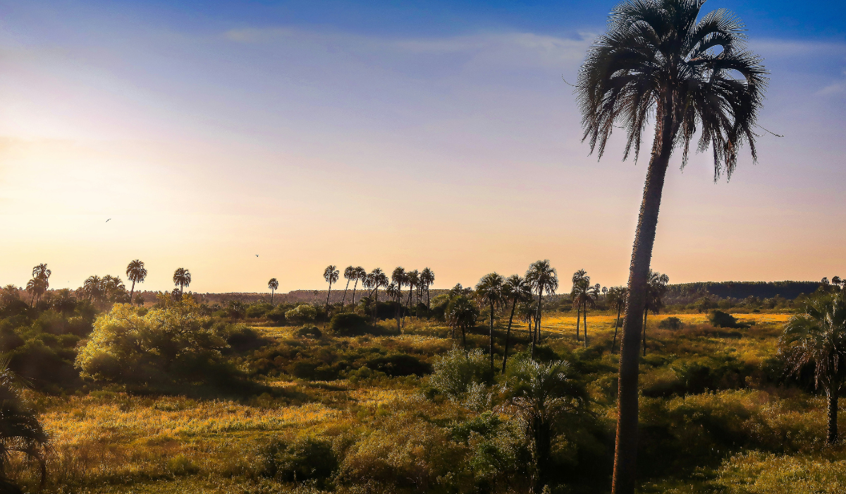 Parque Nacional El Palmar