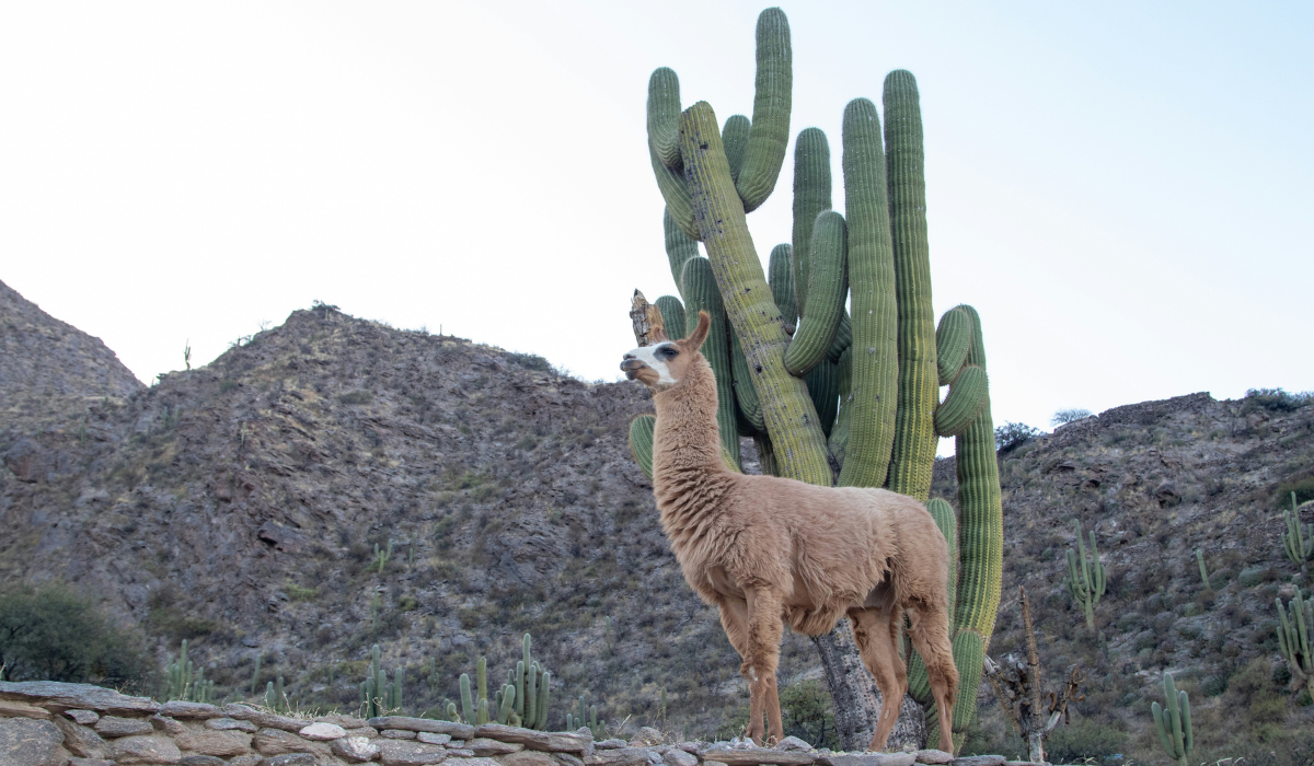 Cafayate