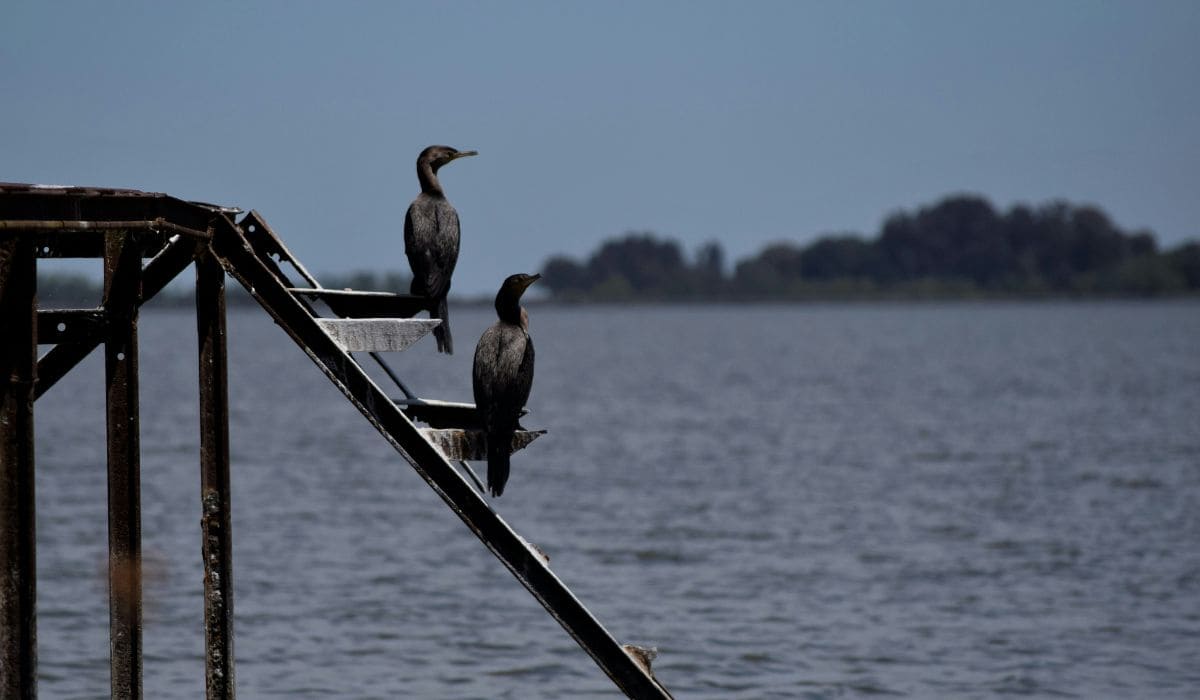 Observación de aves en la laguna de Chascomús