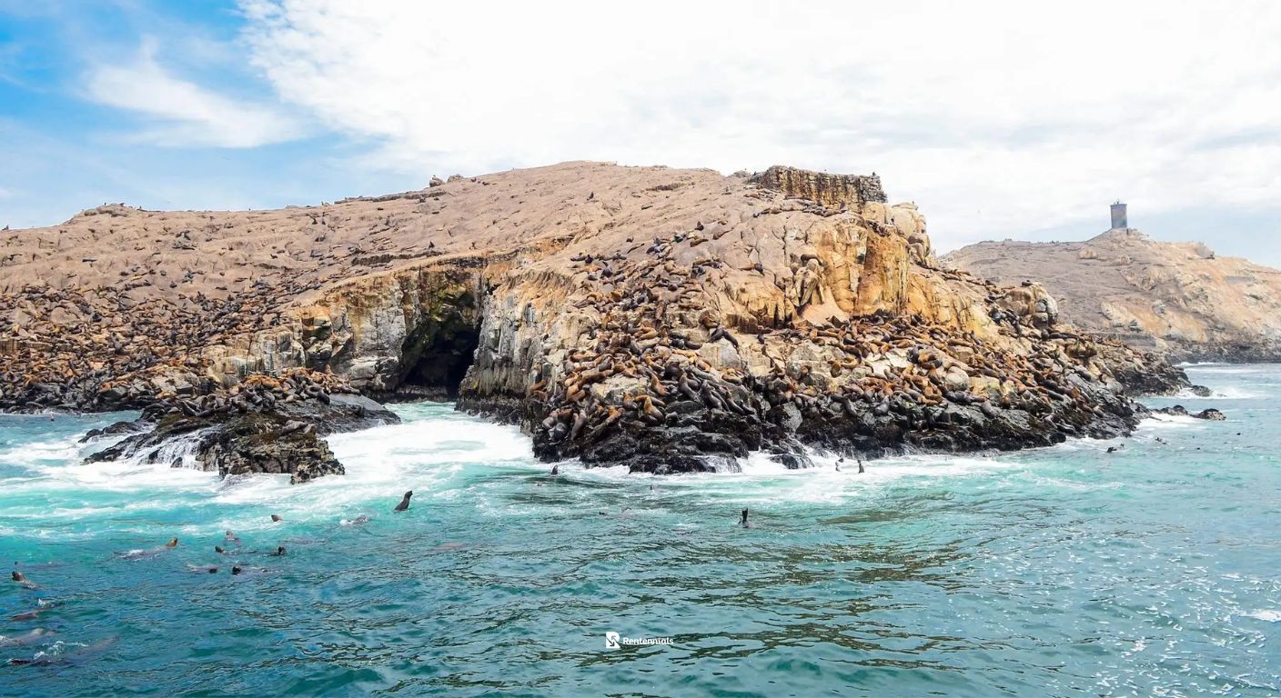 palomino islands