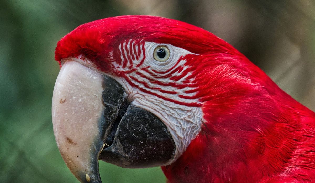 Fauna del Parque Nacional Iguazú