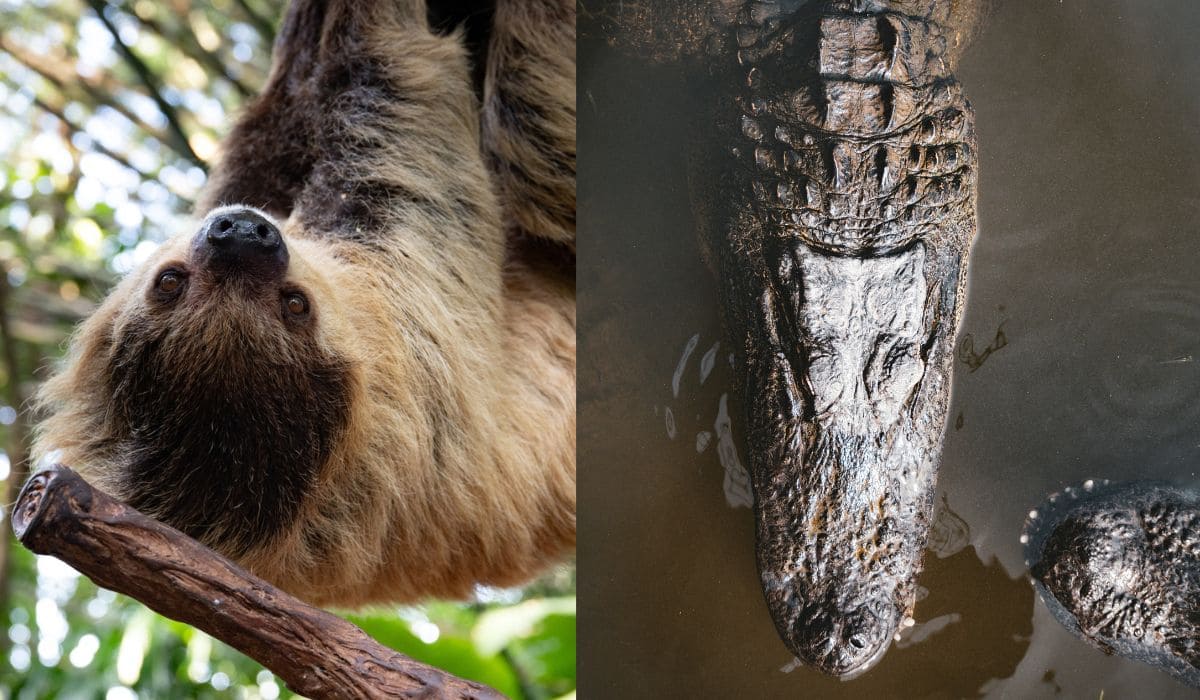 Gatorland, animales salvajes