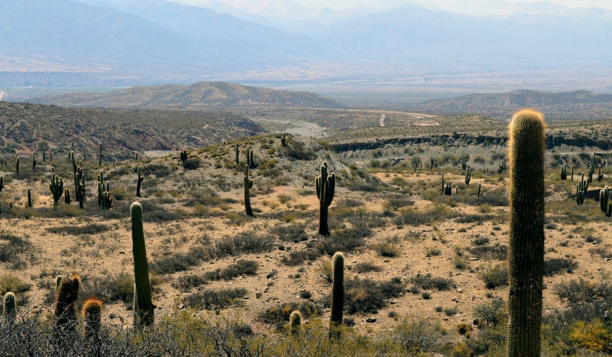 Parque Nacional Los Cardones