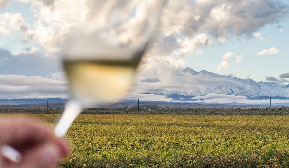 Un buen vino mendocino